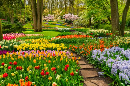 Srinagar: Asia’s largest tulip garden will open to the public from ...