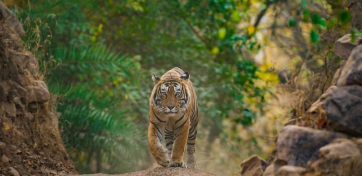 Ranipur Tiger Reserve to be turned into an eco-tourism destination