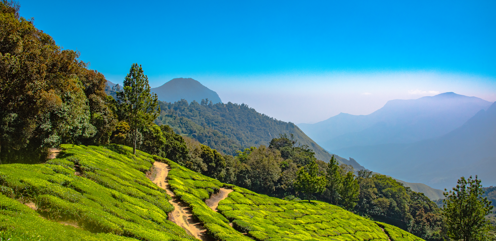 The Ultimate Guide to Tea Before You Plan a Trip to Munnar