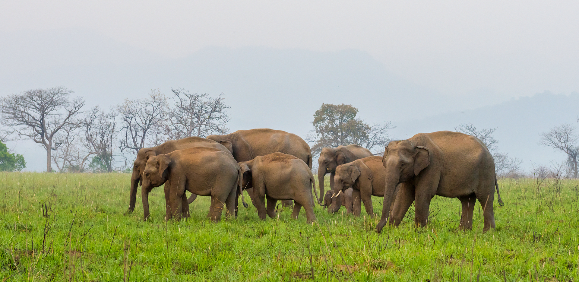 8 Reasons Why Jim Corbett Should Be Your Next Holiday Destination ...