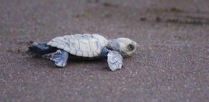 Velas Turtle 2024 - Hatchling Season & Festival Guide