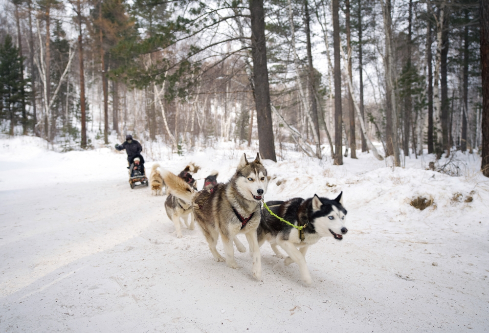 Husky Rides